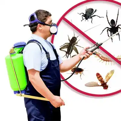 pest control Vanceboro